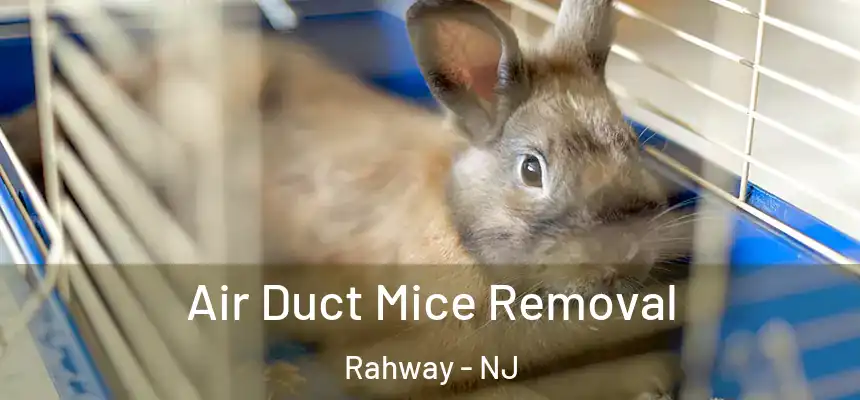  Air Duct Mice Removal Rahway - NJ